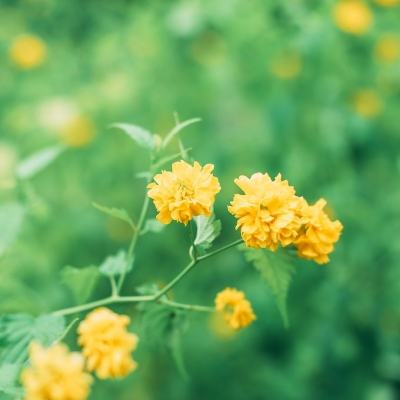 炉石传说助手软件下载
